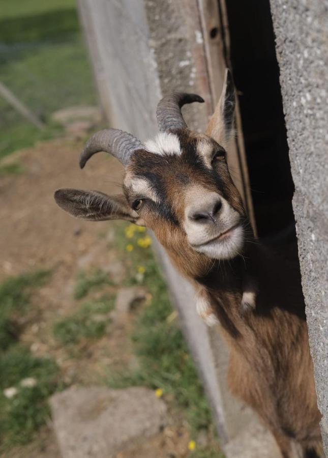 La Billardiere Camping A La Ferme Le Menil-Ciboult Exteriér fotografie