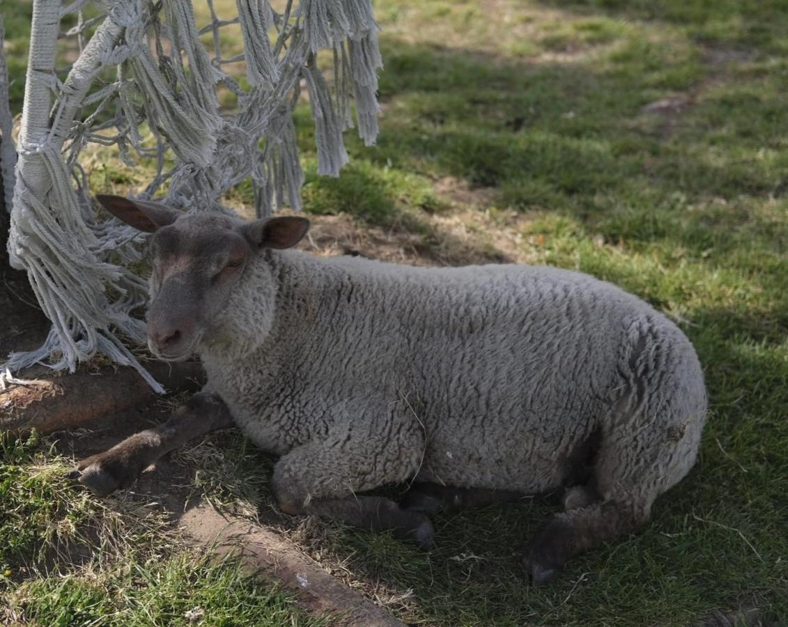 La Billardiere Camping A La Ferme Le Menil-Ciboult Exteriér fotografie