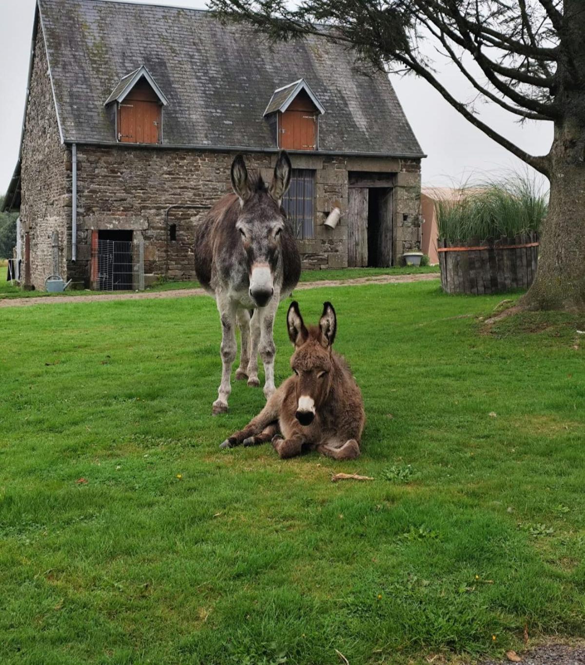 La Billardiere Camping A La Ferme Le Menil-Ciboult Exteriér fotografie